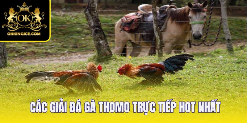 4 hình thức đá gà thường xuyên xuất hiện tại Thomo