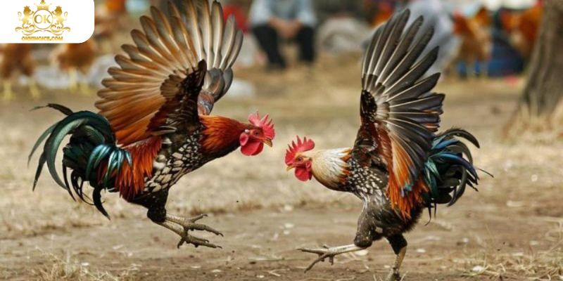 Các hình thức chọi kê thú vị nhất tại OKKING