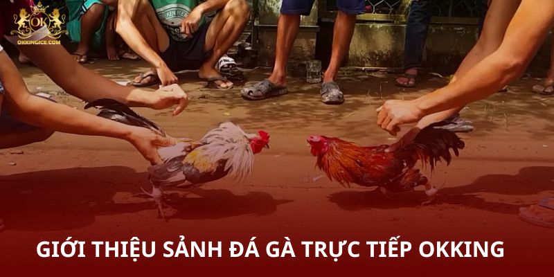 Giới thiệu sảnh đá gà trự tiếp OKKING