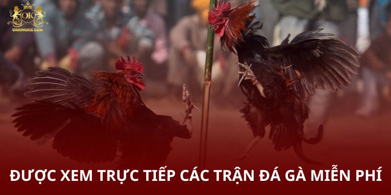 Được xem trực tiếp các trận đá gà miễn phí