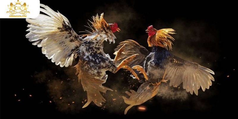 Điểm mạnh vượt trội của sảnh đá gà OKKING