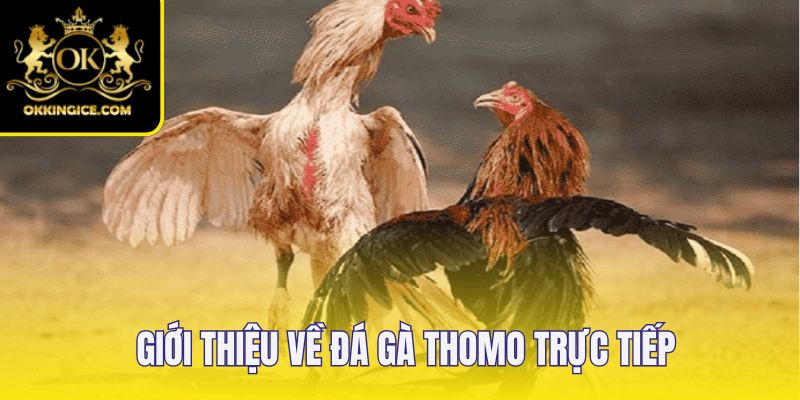 Đôi nét về đá gà Thomo trực tiếp