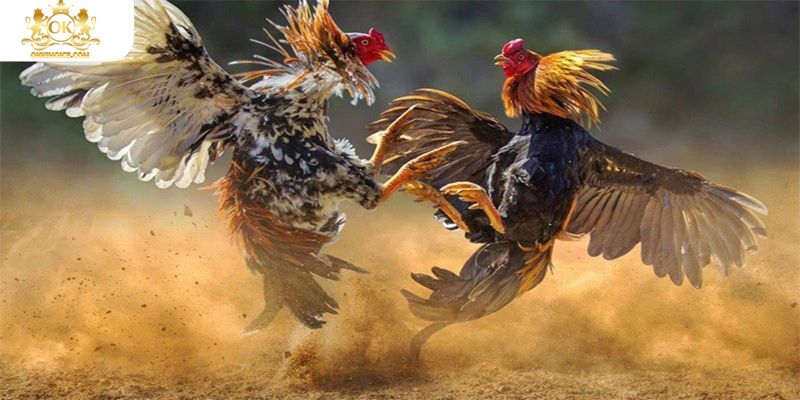Tổng quan nét chung nhất về sảnh đá gà OKKING