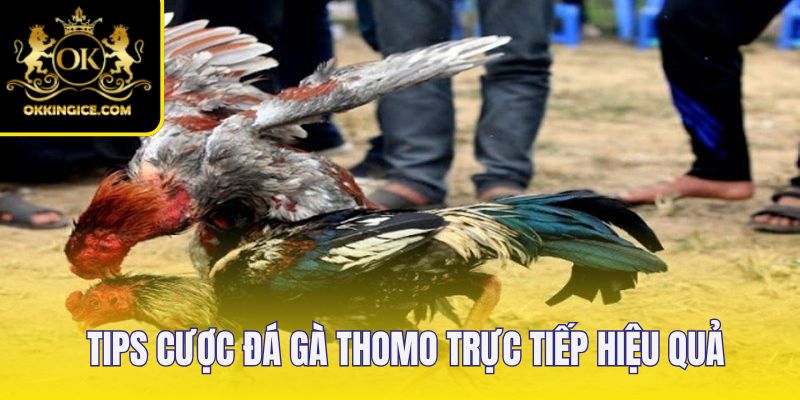 Tips cược chọi gà dễ dàng ăn tiền